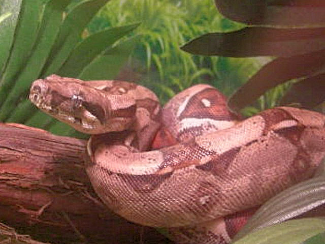 BOA45