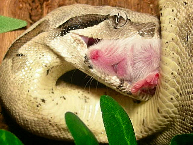 bite