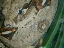 BOA458