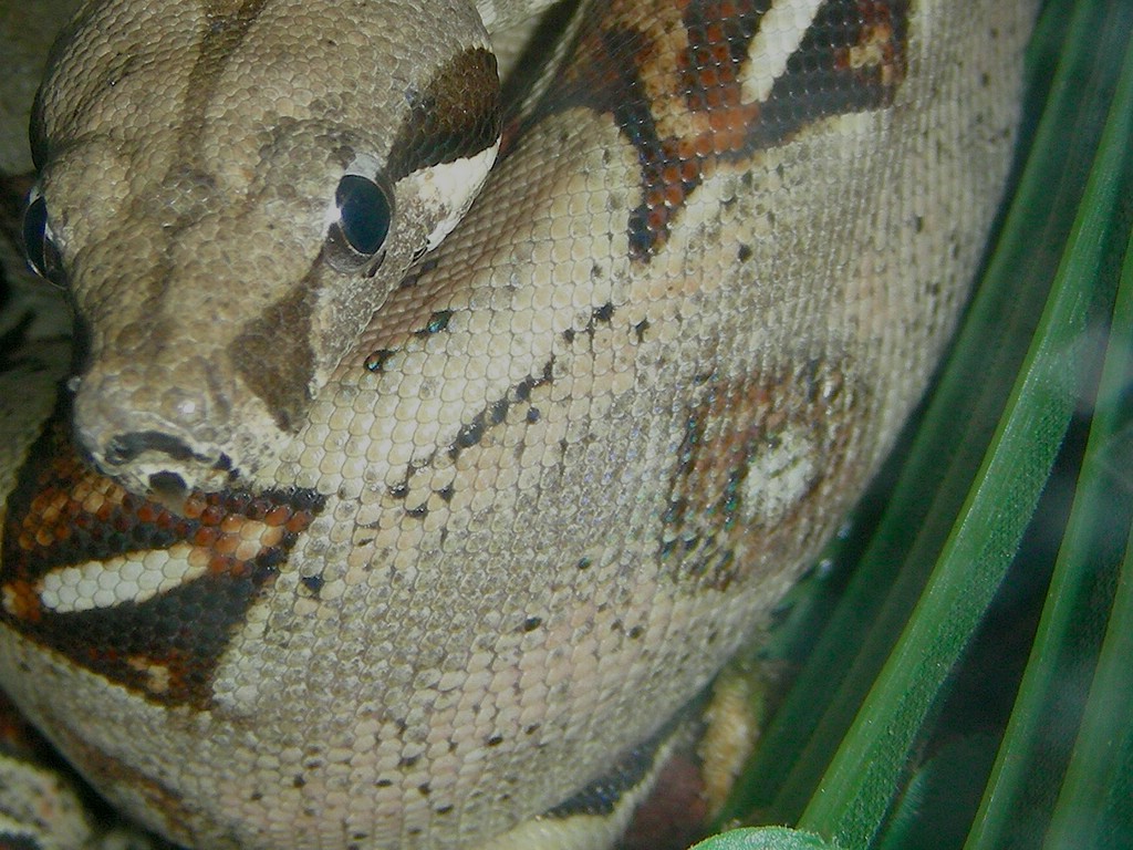 BOA458