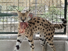 Serval