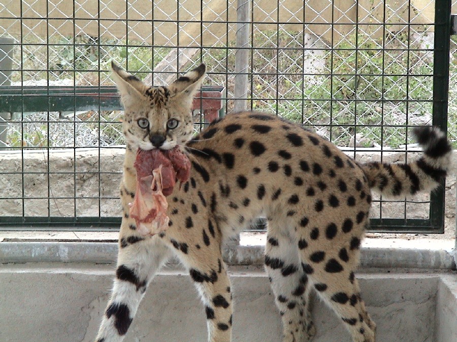 Serval