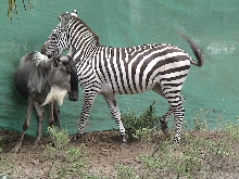 Zebra & Wildebeest