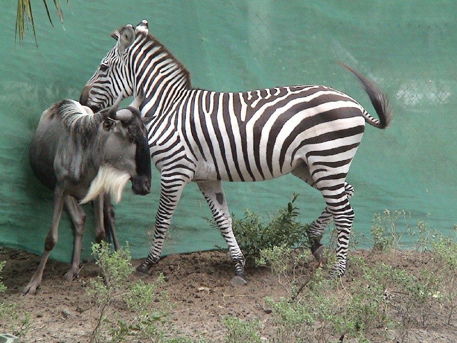 Zebra & Wildebeest