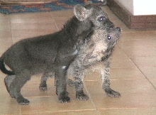 Spotted & Striped hyena cub