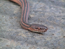 Bothropthalmus Lineatus / Red and Black Striped Snake
