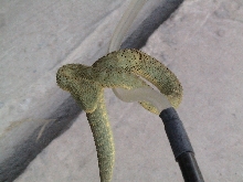 Atheris Squamiger	 / Green Bush Viper