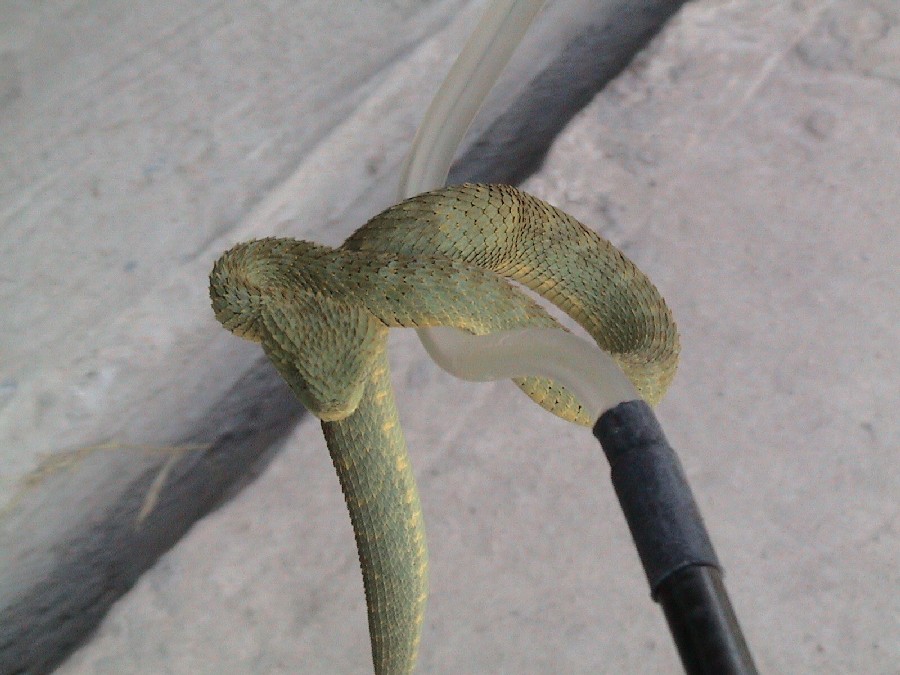 Atheris Squamiger	 / Green Bush Viper