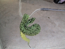Atheris nitschei / Great Lakes Bush Viper