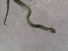 Atheris Hispida / Rough-scaled Bush Viper