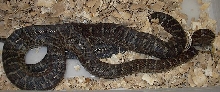 Haitian Akasha