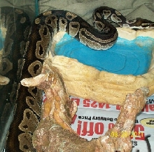 Moufasa w flash