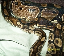 Nicodemus & Moufasa with flash