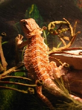 Fatty Rex