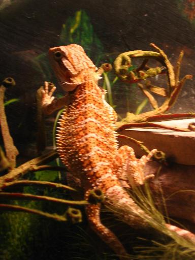 Fatty Rex