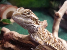Big Head Rex