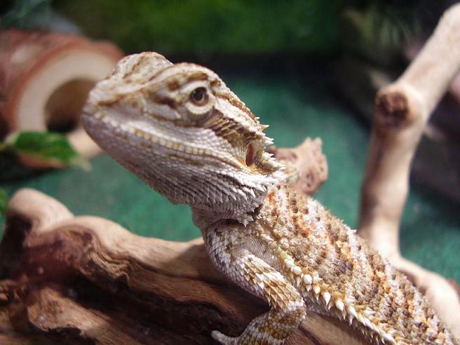 Big Head Rex