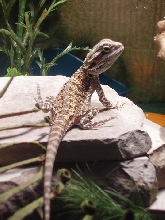 Tanning Rex