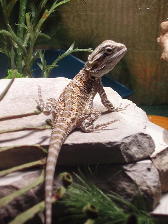 Tanning Rex