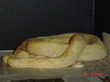 04 albino female