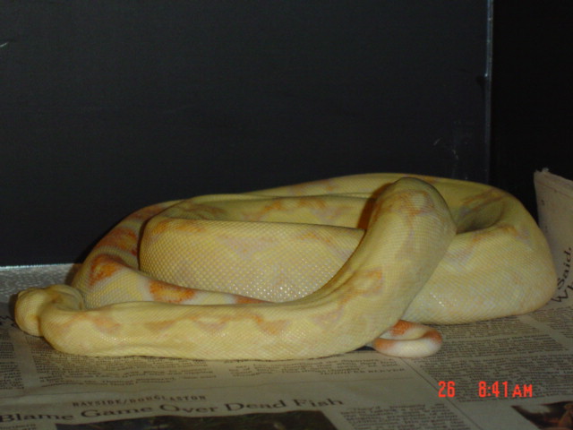 04 albino female