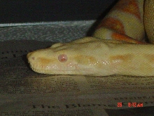 04 albino female