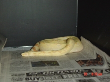 albino