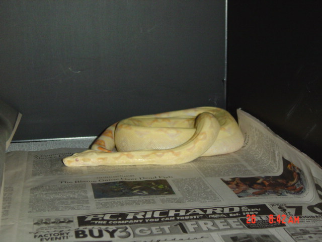 albino