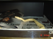 04 albino female