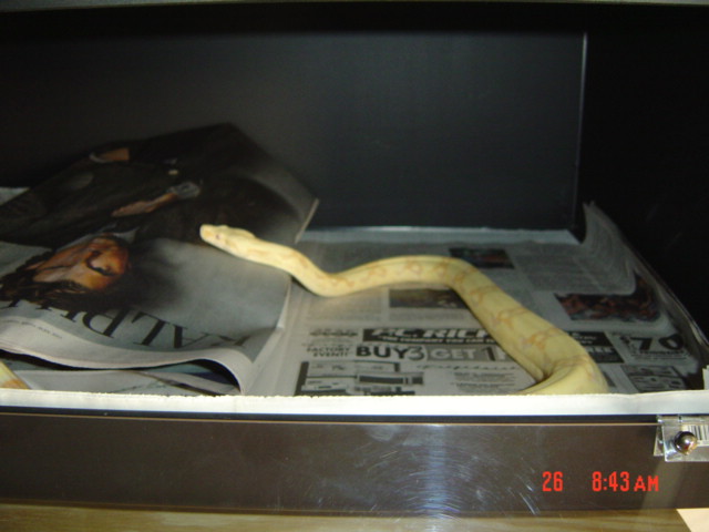 04 albino female