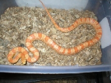 Female Creamcircle
