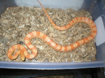 Female Creamcircle