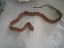 lavender bloodred 2