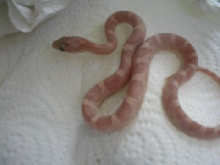 Lavender bloodred