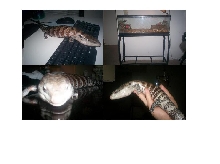 Blue tongued skink 4 sale with cage $250.00