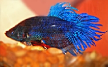 Need a Name