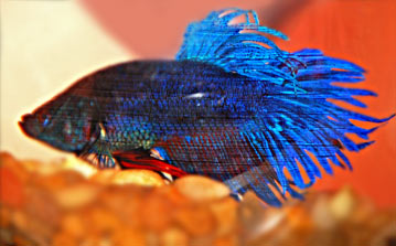 Need a Name