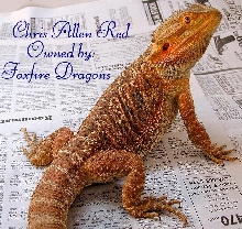 Jersey Dragons Red Male 1