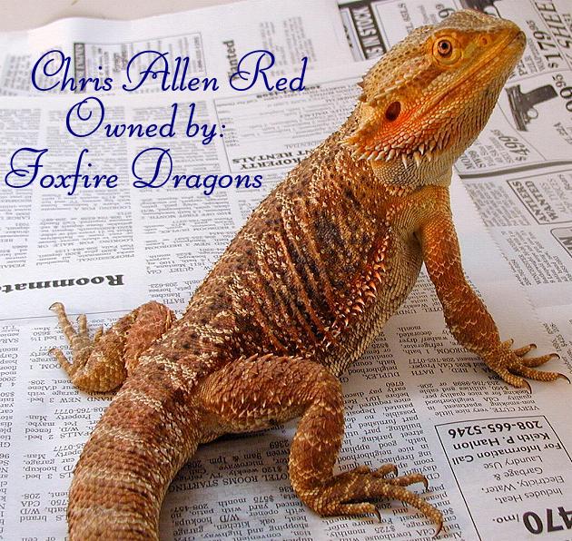 Jersey Dragons Red Male 1
