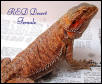 RED Desert female