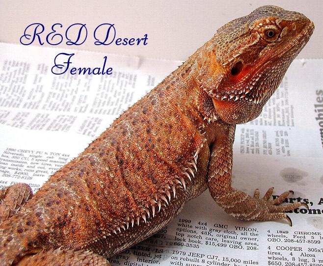 RED Desert female