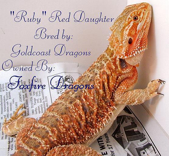 "Ruby" Red Daughter, GoldCoast Dragons