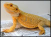 Sunburst Male