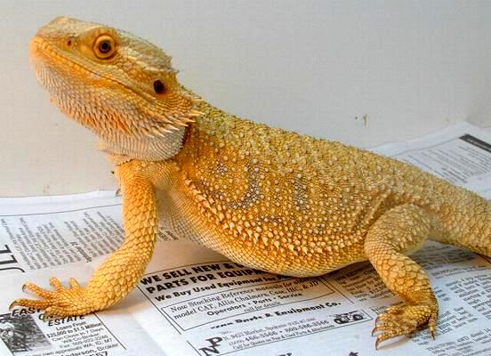 Sunburst Male