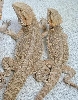 Dragon's Den hypo/snow pair