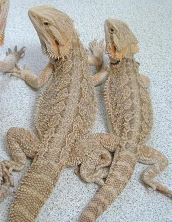 Dragon's Den hypo/snow pair