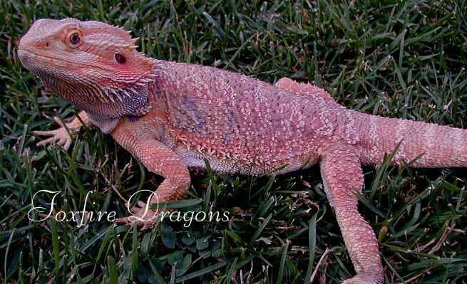 Chris Allen Bred Red Male