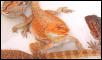 Orange Sandfire female