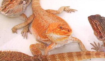 Orange Sandfire female