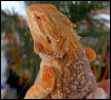 Orange Sandfire X Chris Allen Red